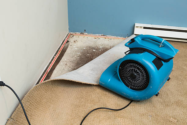Best Water damage restoration company  in Colmar Manor, MD